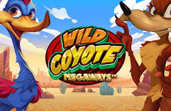 Wild Coyote